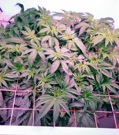 Семена сорта Big Devil F1 Fast Version fem (Sweet Seeds)