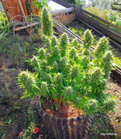 Семена сорта Gorilla Cookies Auto fem (FastBuds)