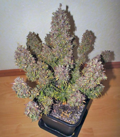 Семена сорта Californian Snow auto fem