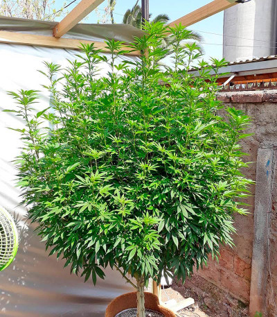 Семена сорта Chemdawg fem (Humboldt Seeds)