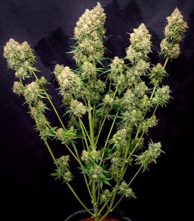 Семена сорта Crime Caramel Auto fem (Семяныч)