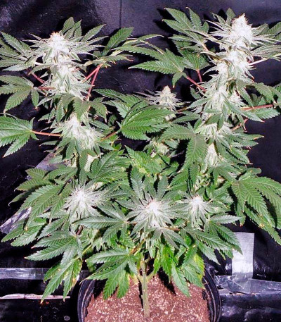 Семена сорта S.A.D. Sweet Afgani Delicious S1 fem (Sweet Seeds)