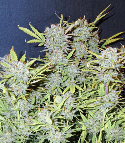 Семена сорта Wedding Cheesecake Auto fem (FastBuds)