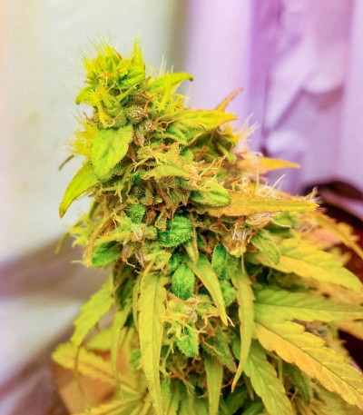 Семена сорта Dos-Vi-Dos Auto fem (Семяныч)