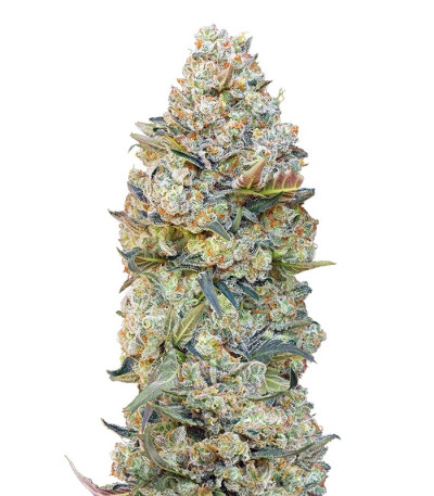 Семена сорта Chocolate Skunk fem (00 Seeds)