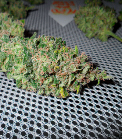 Семена сорта Fast Flowering Green Crack fem (Humboldt Seeds)