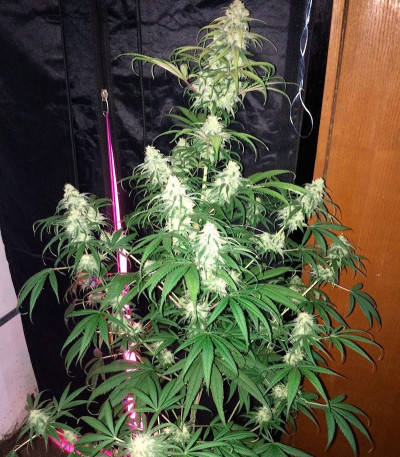 Семена сорта Lemon Shining Silver Haze (Lemon Haze) fem