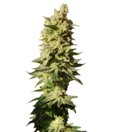 Семена сорта Mataro Blue fem