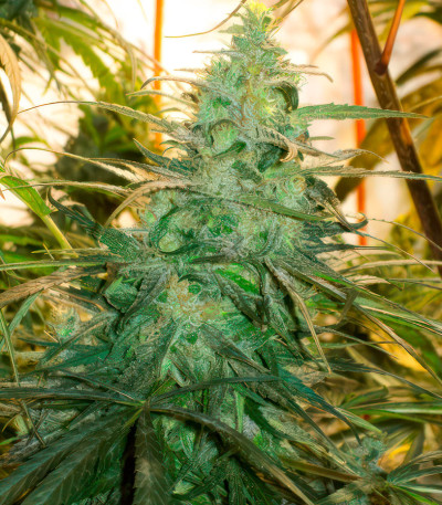 Семена сорта Satori x Mountain Gold regular (Mandala Seeds)