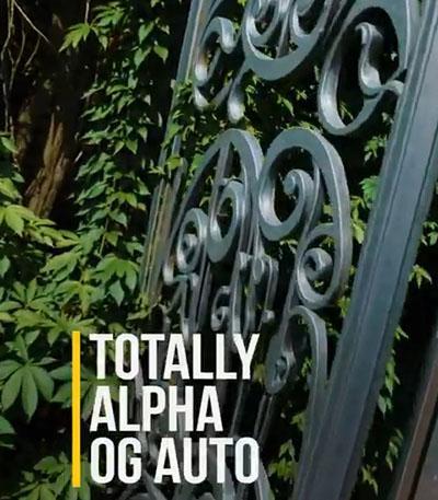 Семена сорта Totally Alpha OG Auto fem (AlphaFem Seeds)