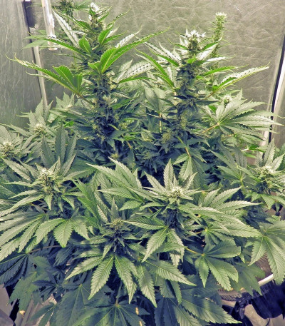 Семена сорта White Widow fem (Royal Queen Seeds)
