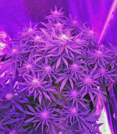 Семена сорта AMS fem