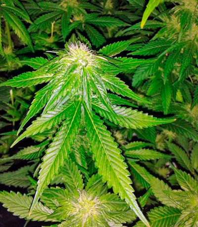 Семена сорта Big Bang fem (Green House Seeds)