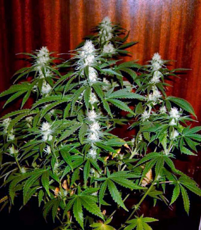 Сорт каннабиса Cream 47 