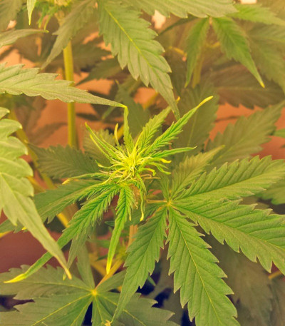 Семена сорта Northern Lights Auto fem (Green House Seeds)