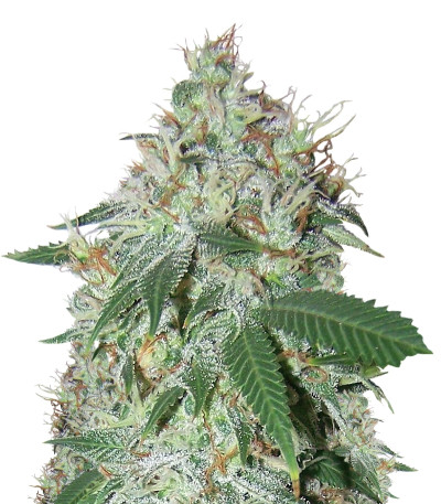 Семена сорта Spiritual Punk fem (Samsara Seeds)