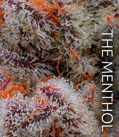 Семена сорта El Valle Haze fem (Compound Genetics)