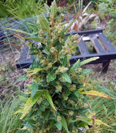 Семена сорта Dos-Vi-Dos Auto fem (Семяныч)