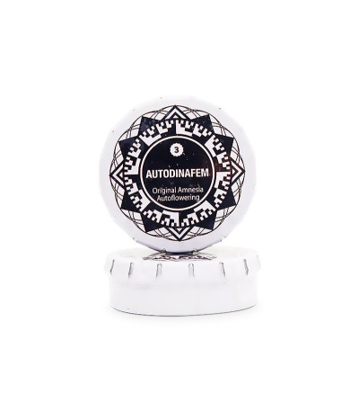 Семена сорта Original Amnesia Autoflowering fem (Dinafem Seeds)