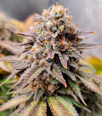 Семена конопли сорта Permanent Marker fem (7CH American)