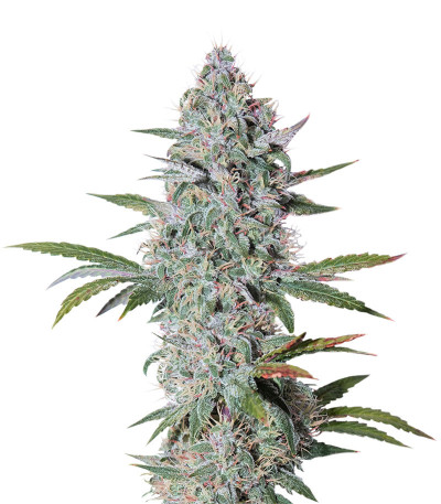 Семена сорта Bruce Banner Auto fem (Cali Buds Seeds)