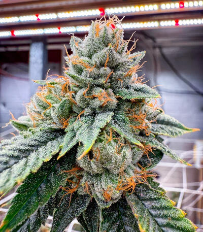 Семена сорта Sour Diesel x OG Kush fem (Seedkeepers)