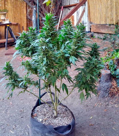 Семена сорта Sour Diesel Auto fem (Humboldt Seeds)