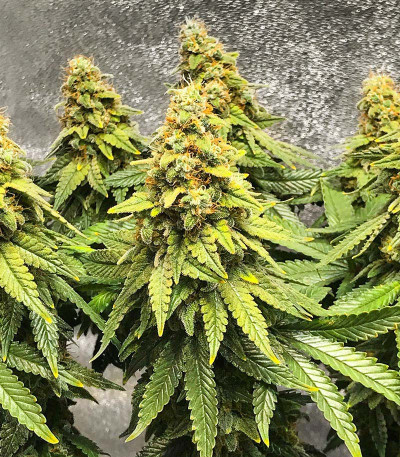 Семена сорта Wedding Cake fem (Barney's Farm)