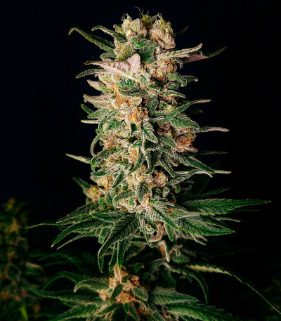 Семена сорта DDoS #33 fem (Herbies Seeds)