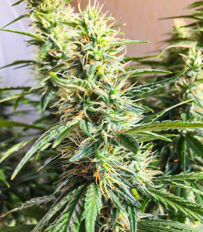 Семена сорта Monster Zkittles (Monster Genetics)