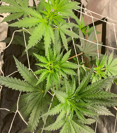 Семена сорта Runtz Fast Flowering fem (Humboldt Seed Organization)