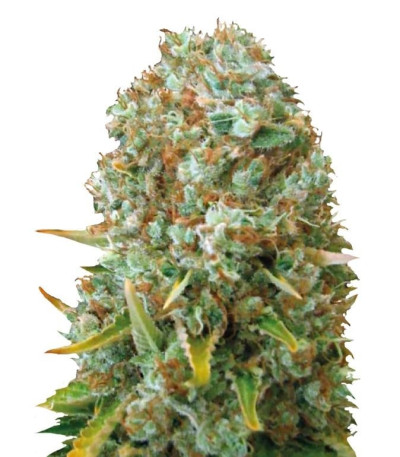 Семена сорта Moby Big fem