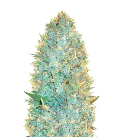 Семена сорта OG Kush fem (Victory Seeds)