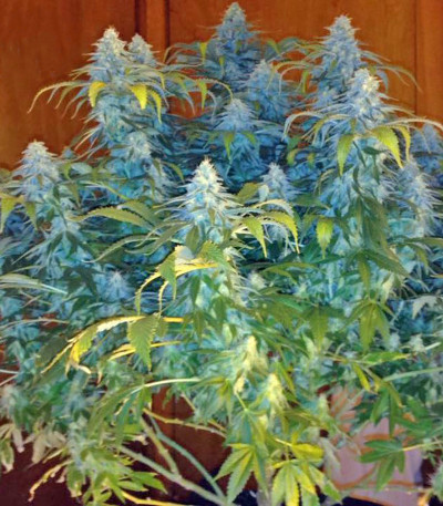 Семена сорта Afrodite fem