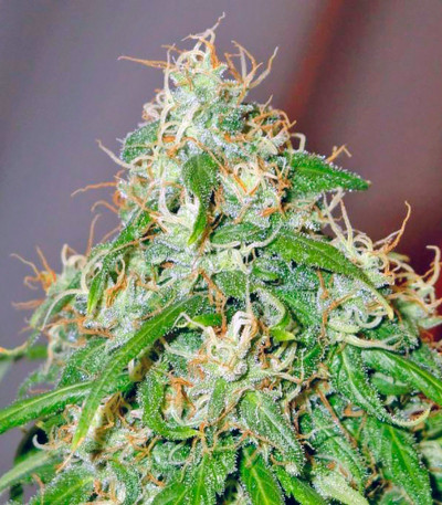 Семена сорта Mango Haze fem