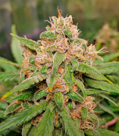 Семена сорта CBD Apple Betty Auto fem (Herbies Seeds)