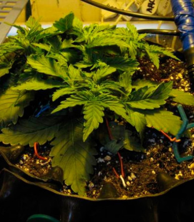 Семена сорта Il Diavolo Auto fem (Delicious Seeds)