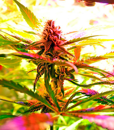 Семена сорта Kalichakra reg