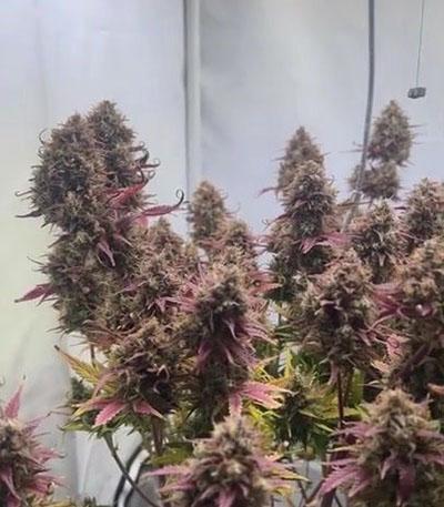 Семена сорта Pineapple Express Auto fem (FastBuds)
