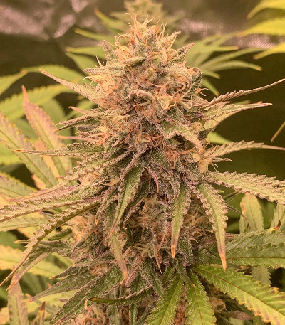 Семена сорта Tashkenti Auto fem (Семяныч)