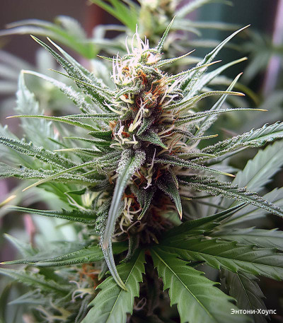 Семена сорта Gelato Auto fem (FastBuds)