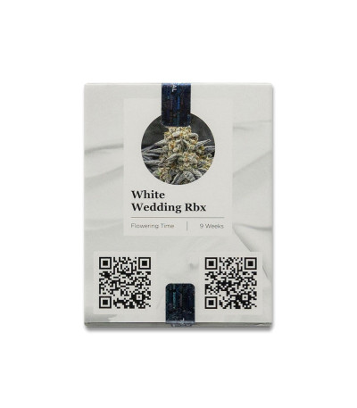 Семена сорта White Wedding RBX fem (Ethos Genetics)