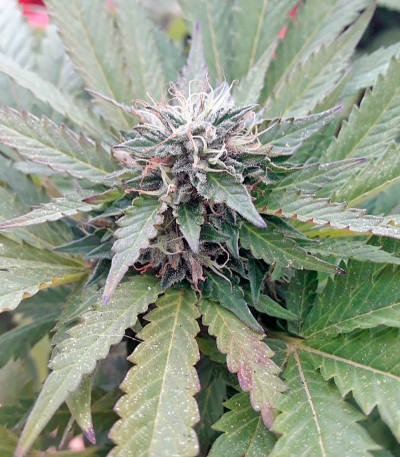 Семена сорта OG Kush (Dinafem Seeds)