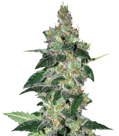 Семена сорта Amnesia fem (World of Seeds)