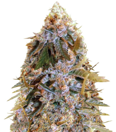 Семена сорта Biggest Bud fem (Victory Seeds)