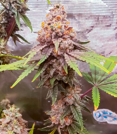 Семена сорта Tarte Tatin fem (Green House Seeds)