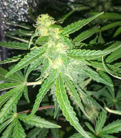 Семена сорта Wedding Cake fem (Cali Buds Seeds)