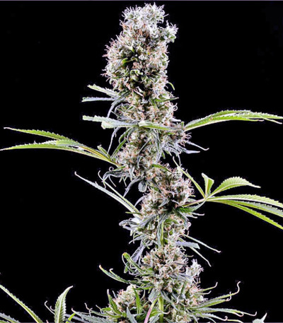 Семена сорта Arjan's Haze #2 fem