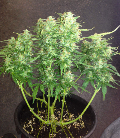 Семена сорта Auto Northern Lights fem (Pyramid Seeds)