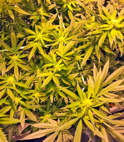 Семена конопли Blue Cheese